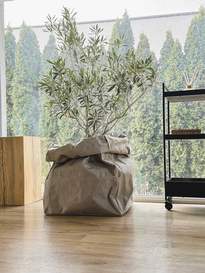 Giant Washable Paper Storage Bag styled as a planter cover for a potted olive tree, chino, bright living room with wood floor