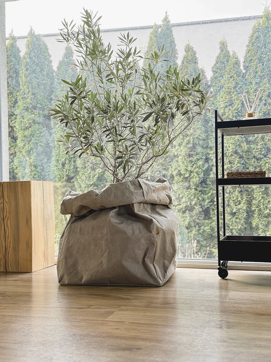 Giant Washable Paper Storage Bag styled as a planter cover for a potted olive tree, chino, bright living room with wood floor