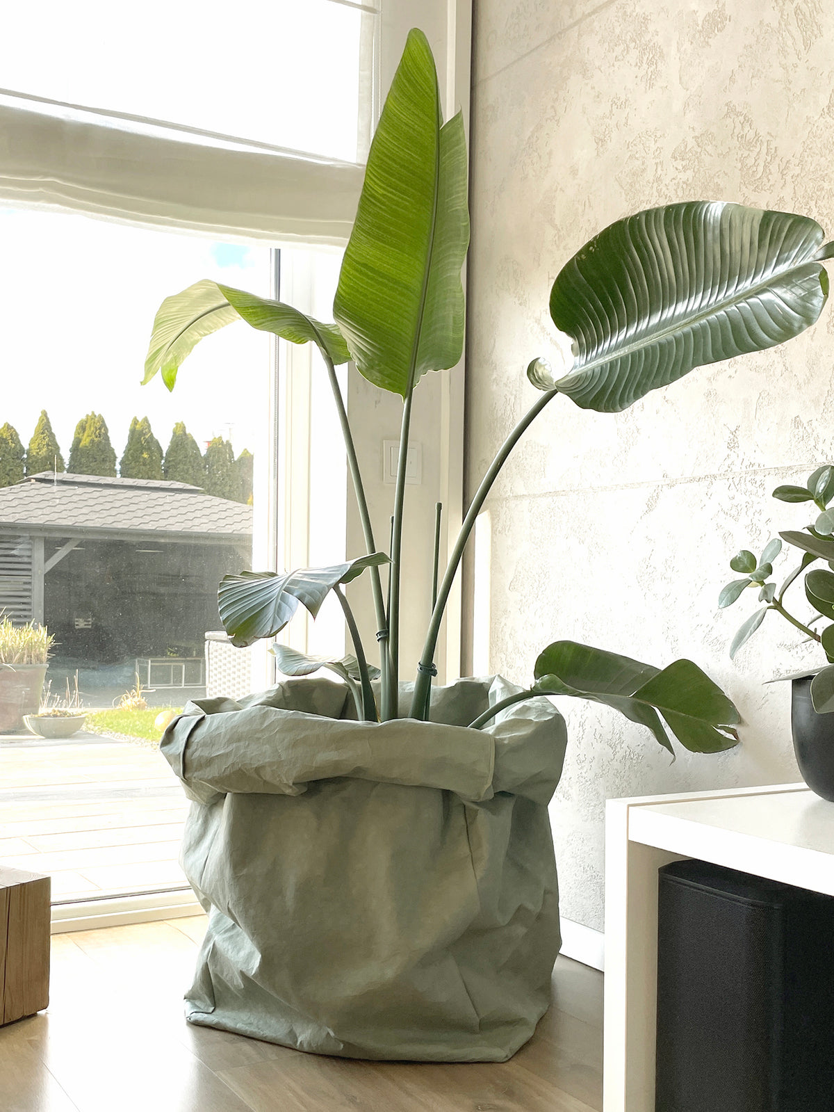 Oversized washable paper planter cover in sage color fitting a large indoor plant pot, durable roll-top design