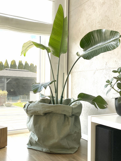 Oversized washable paper planter cover in sage color fitting a large indoor plant pot, durable roll-top design