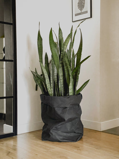A tall snake plant in a steel washable paper  bag planter, placed on a light wood floor against a white wall.