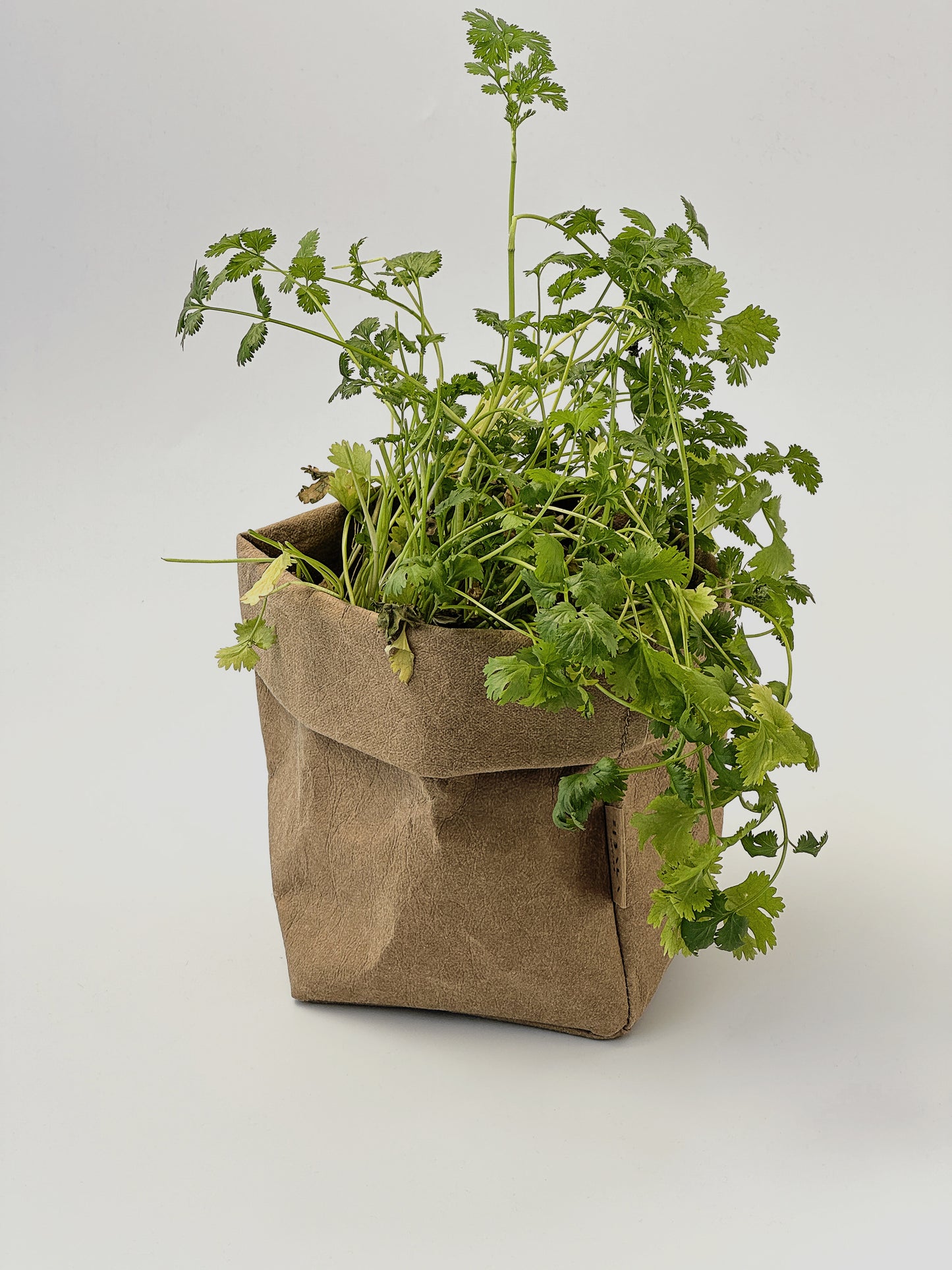 Fresh green cilantro plants growing out of a brown washable paper bag planter, photographed against a seamless light gray studio background.