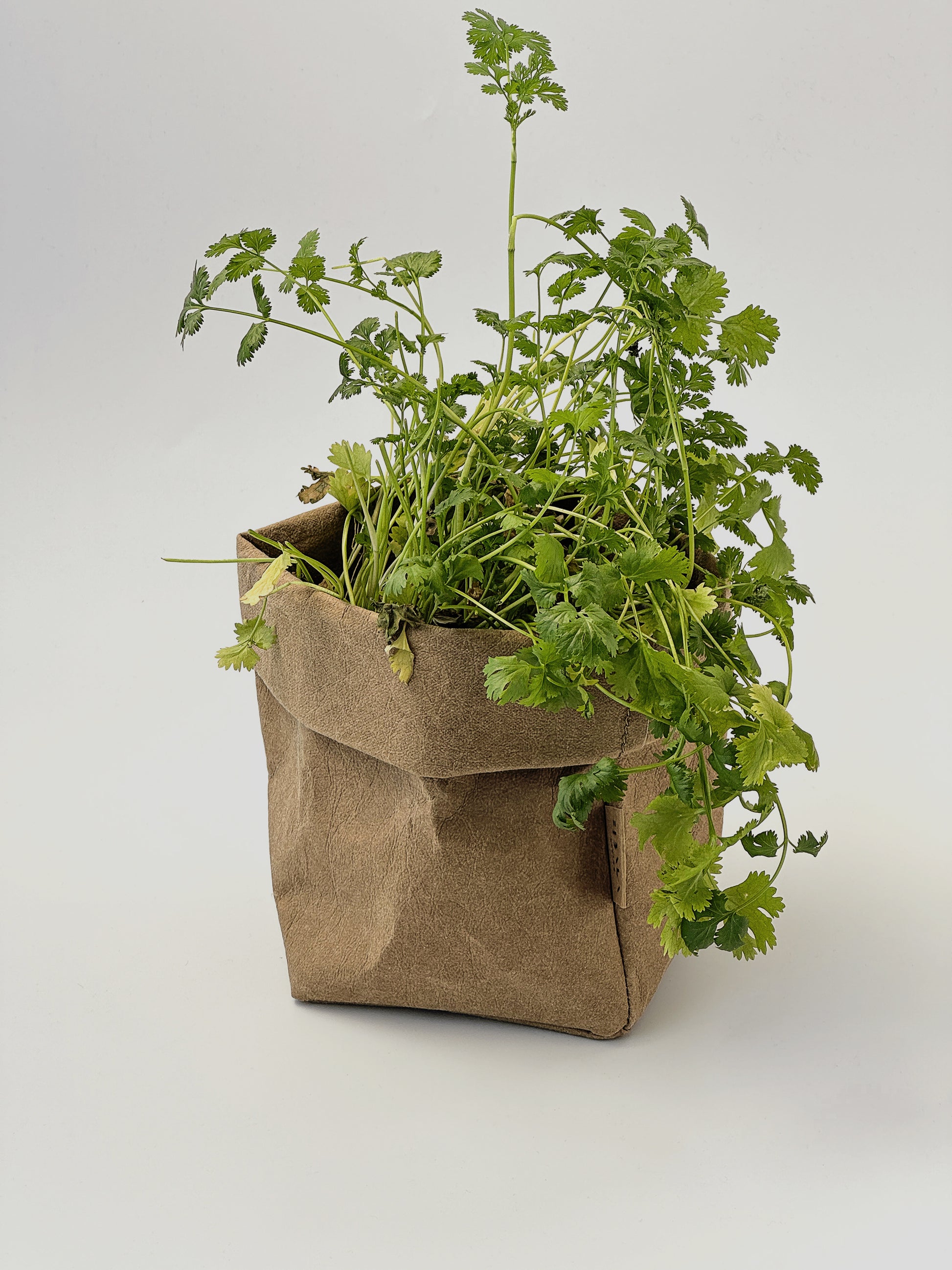 Fresh green cilantro plants growing out of a brown washable paper bag planter, photographed against a seamless light gray studio background.
