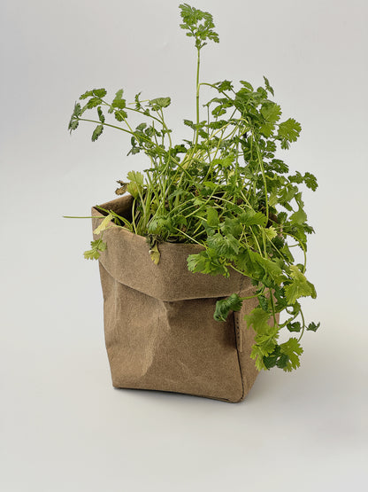 Fresh green cilantro plants growing out of a brown washable paper bag planter, photographed against a seamless light gray studio background.