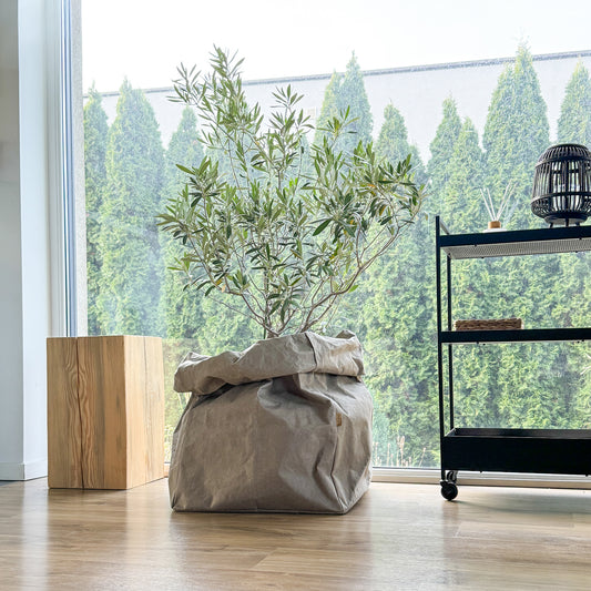 Giant washable paper storage bag in chino used as oversized planter cover
