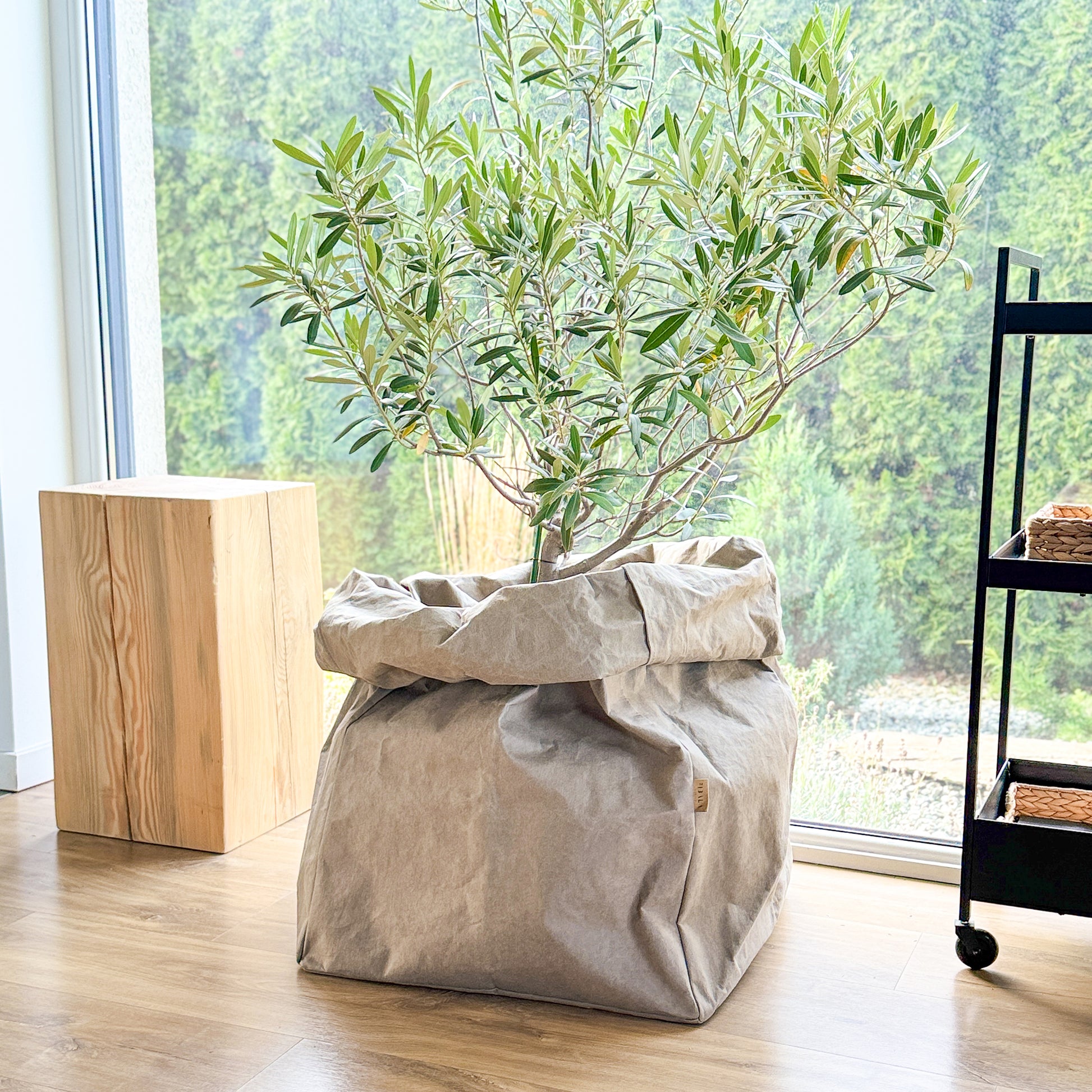 Plant tree in an oversized Giant washable paper bag on a wooden floor with a window in the background