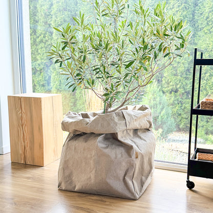 Plant tree in an oversized Giant washable paper bag on a wooden floor with a window in the background