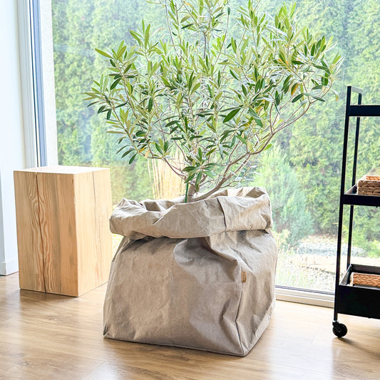 Plant tree in an oversized Giant washable paper bag on a wooden floor with a window in the background