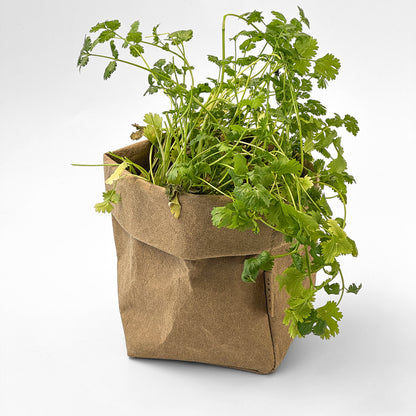 Small Brown Paper Bag with Green Plant on White Background