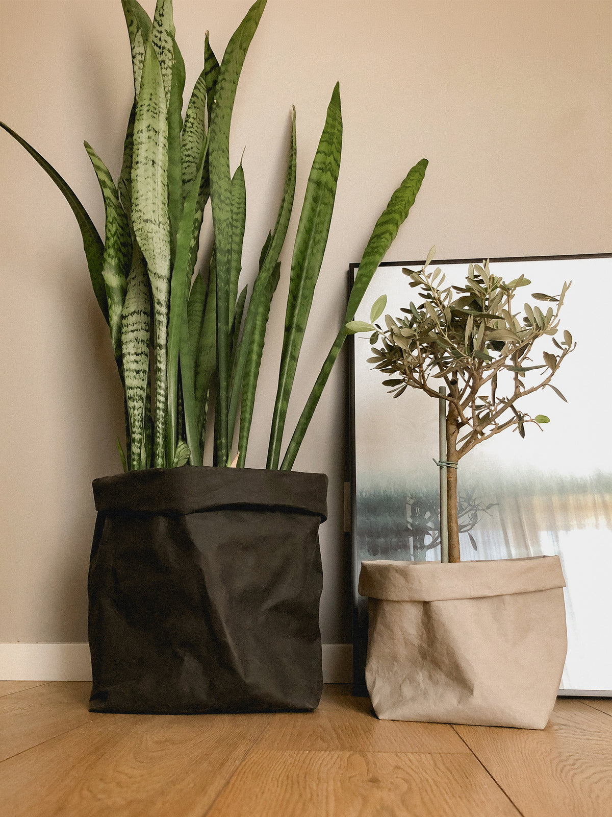 XL washable paper storage bags used as planter covers for a snake plant and an olive tree