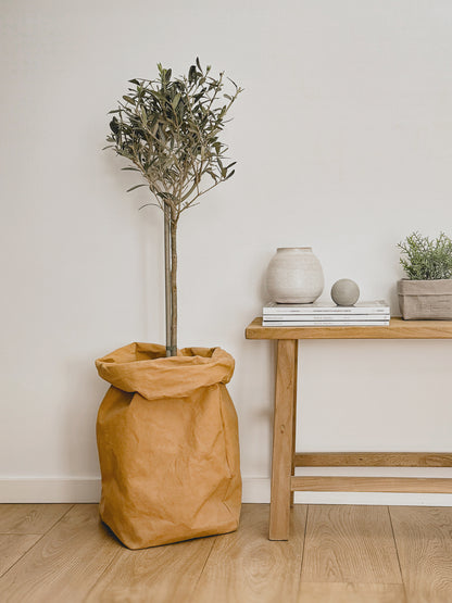 XXL washable paper storage bag used as a planter cover for a small olive tree